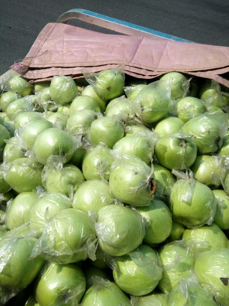 王林苹果膜袋，颜色青翠，质量保证欢迎采购