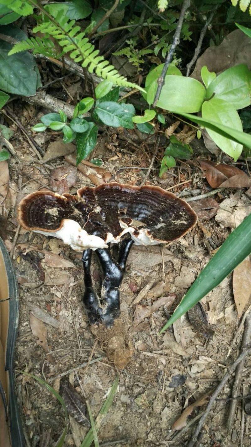 灵芝8~12公分