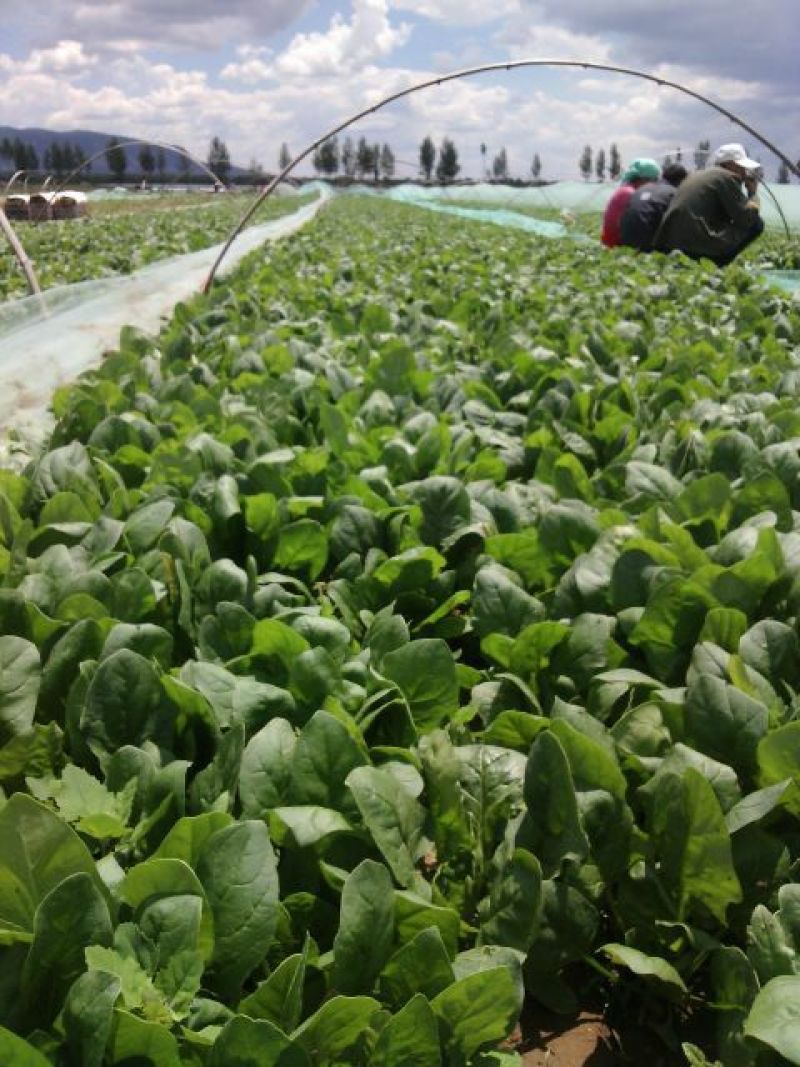 菠菜25~30厘米