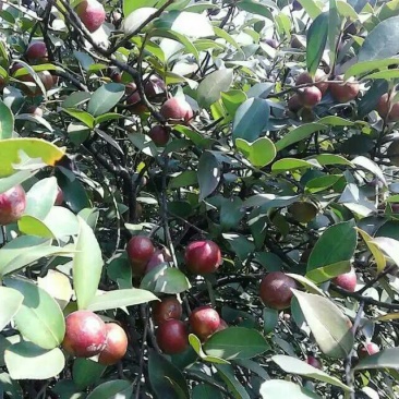山茶油果