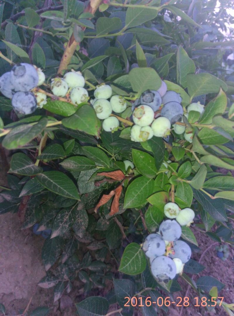 北陆蓝莓8~10mm以上