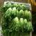 苦菊15~20cm