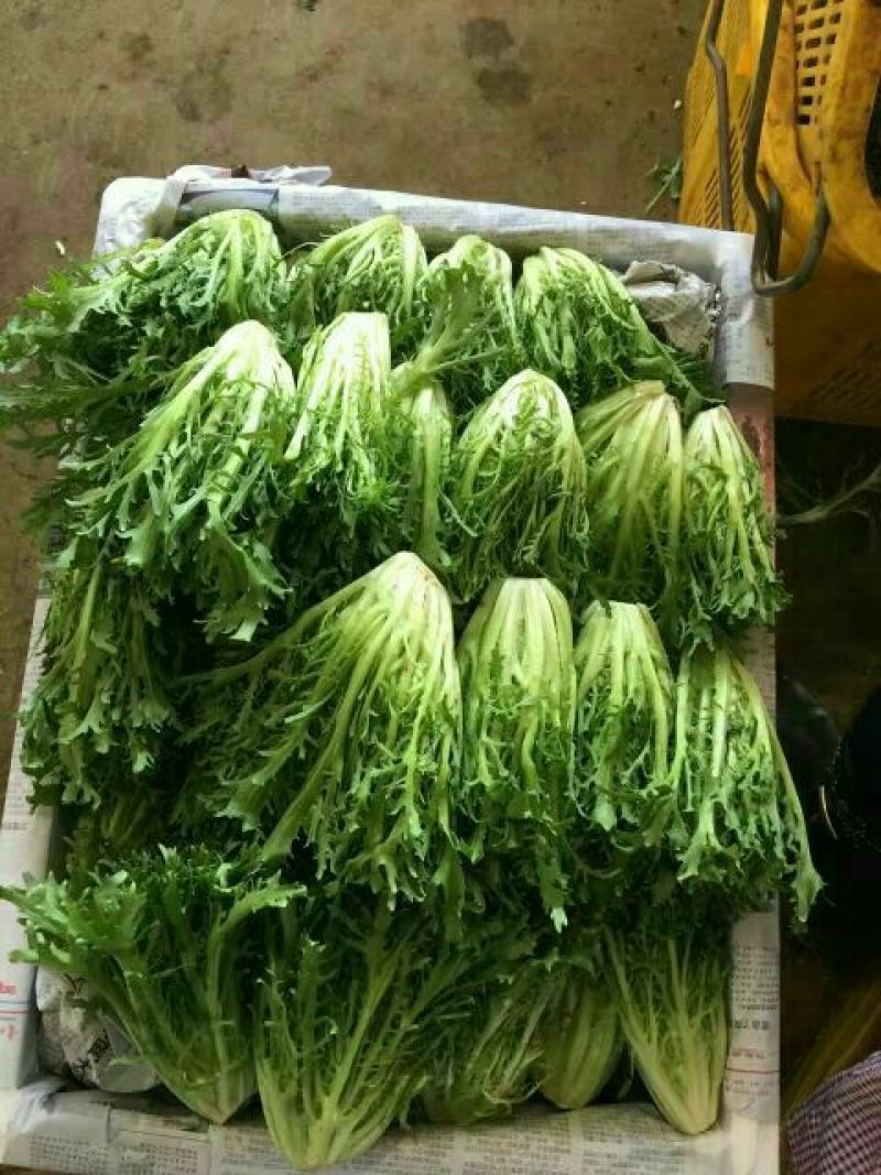 苦菊15~20cm