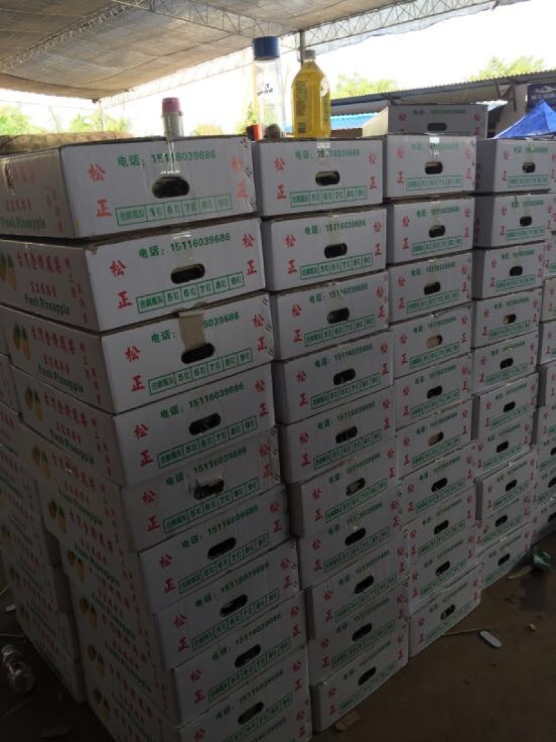金钻十七号凤梨