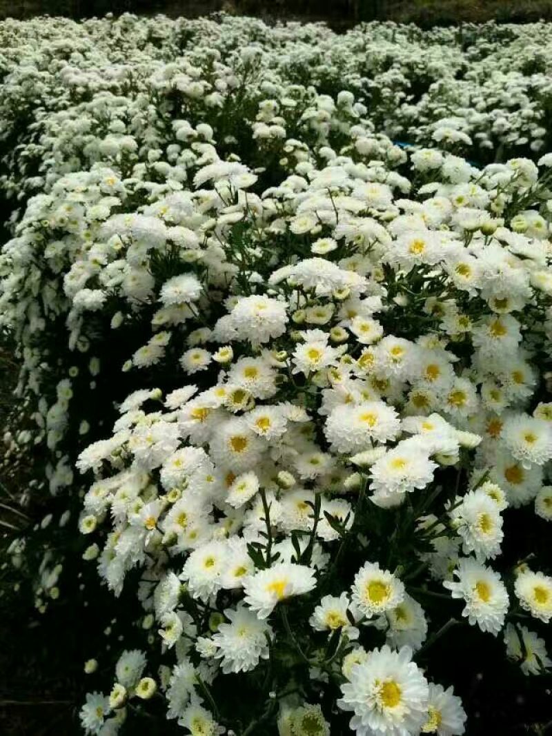 菊花茶开花