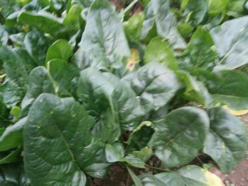 黑叶菠菜20~25厘米