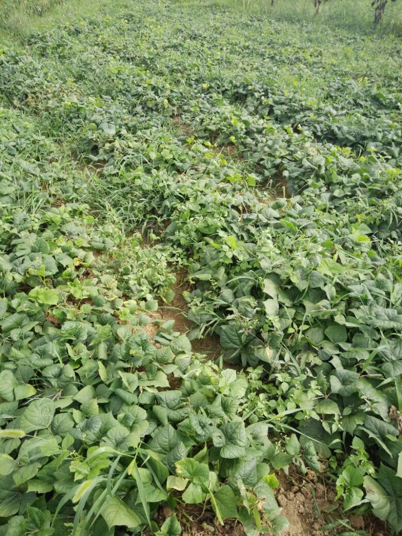 豆薯500g以下