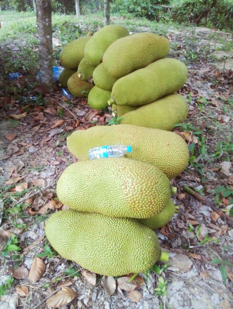 海南产地菠萝蜜优质果，品质保证，岀肉率高，香甜爽口