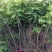黄花梨树苗50~80cm1~4cm