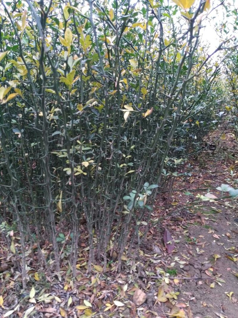 枸橘苗51~80cm