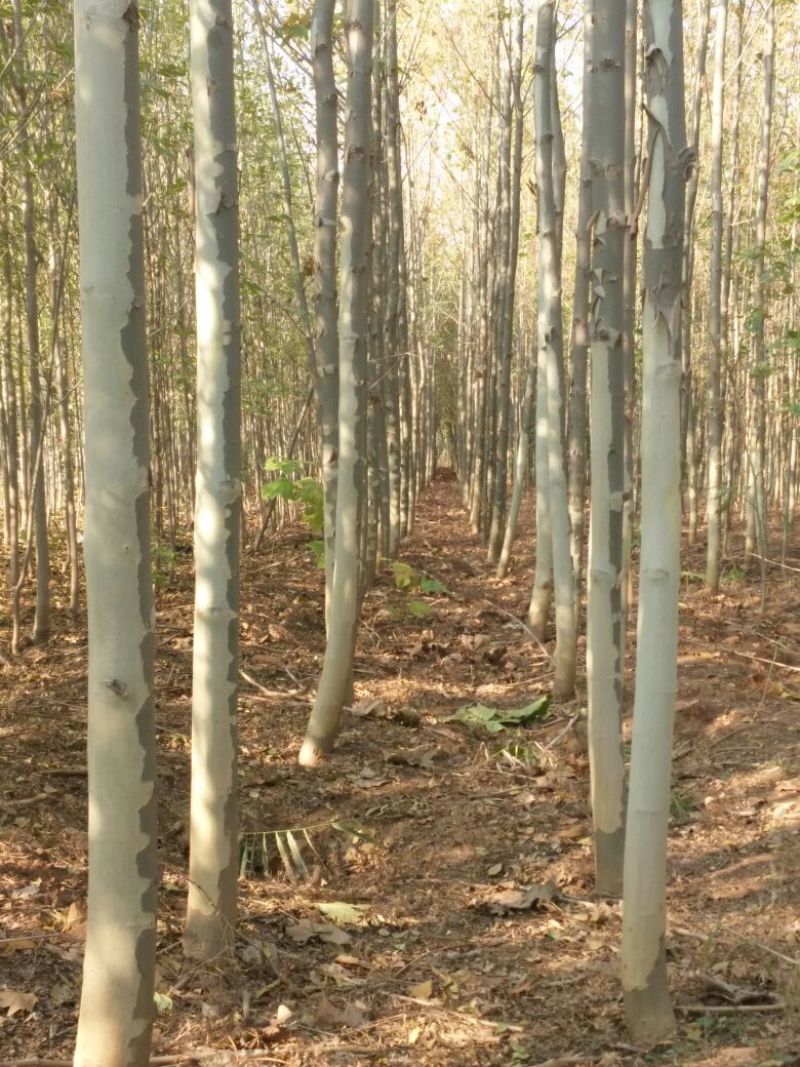 法桐树4~6cm8~10cm2.5~3米1~2米