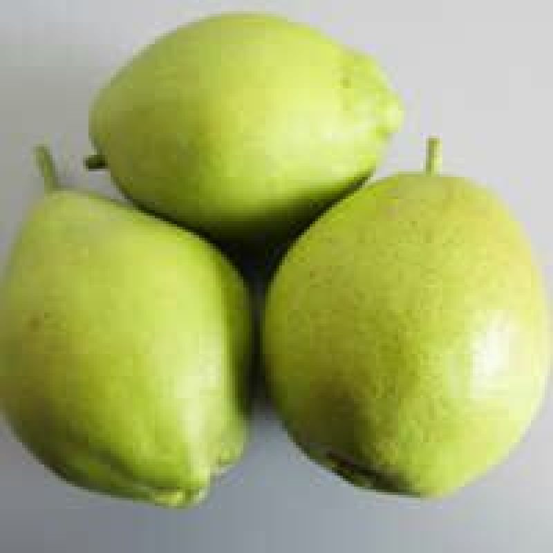 库尔勒香梨100~150g55mm以上公