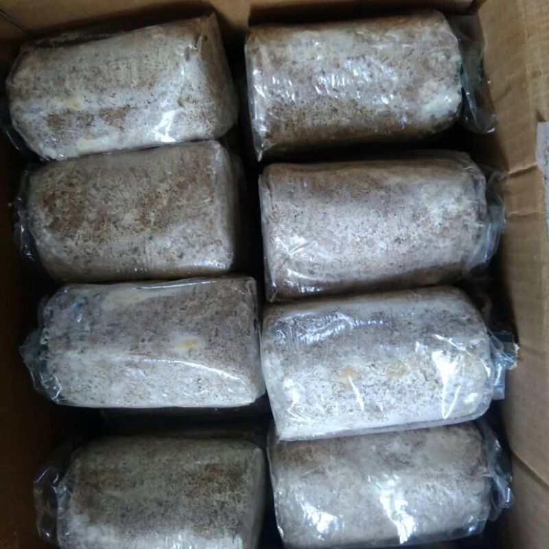 蘑菇种子，食用菌菌种，羊肚菌菌种栽培种