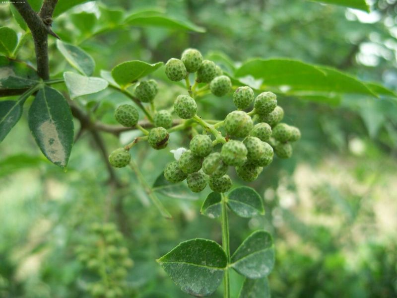 大红袍花椒特级