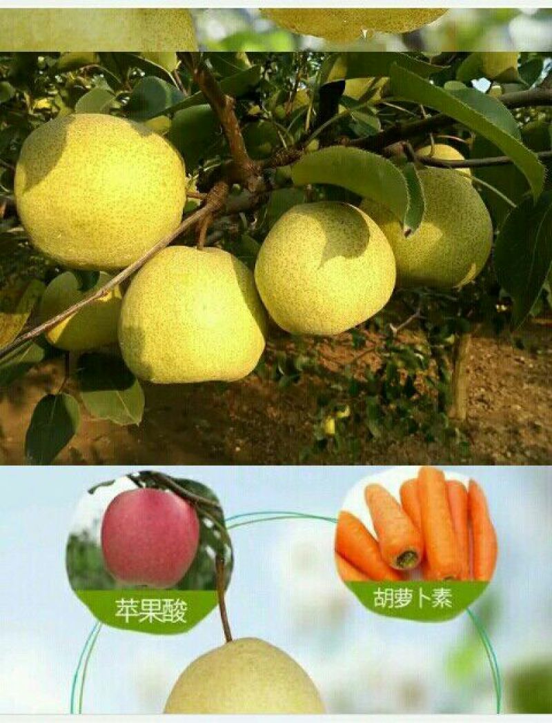 酥梨150~200g纸袋