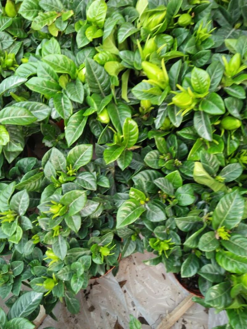 栀子花盆栽带花苞室内观花植物四季开花枝枝花树苗好养浓香型