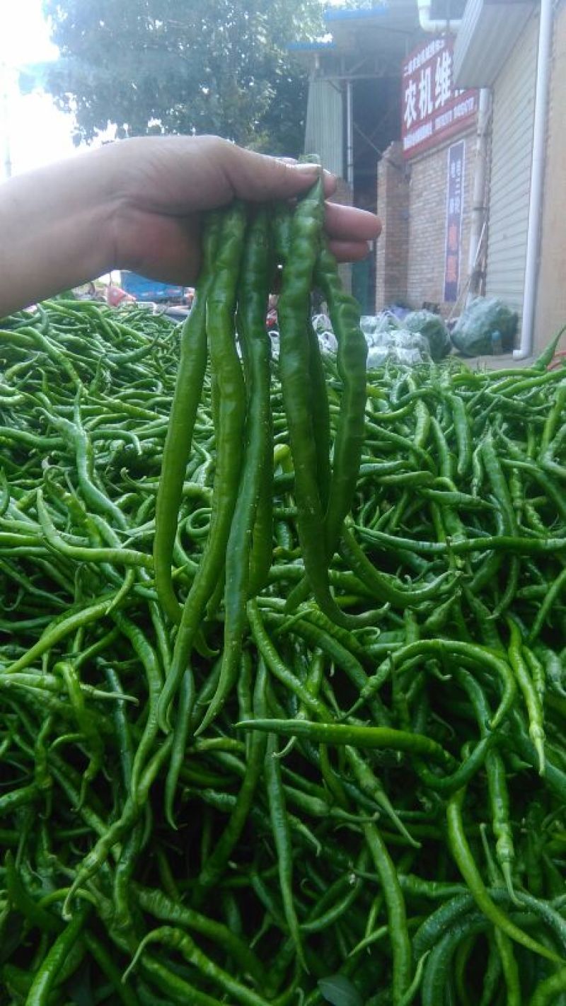 线椒