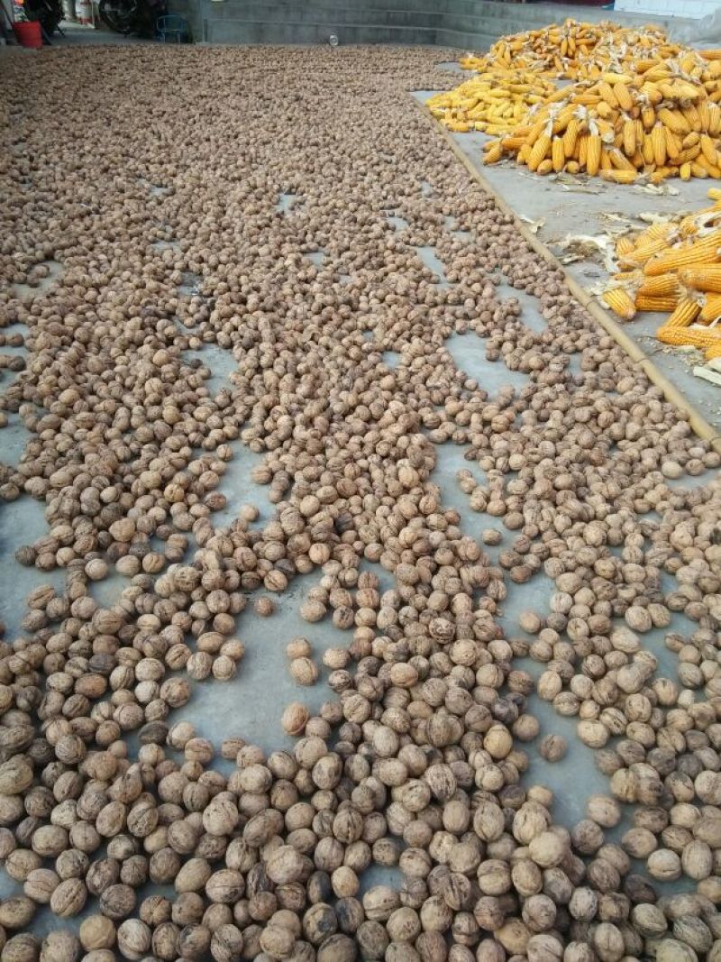 香玲核桃