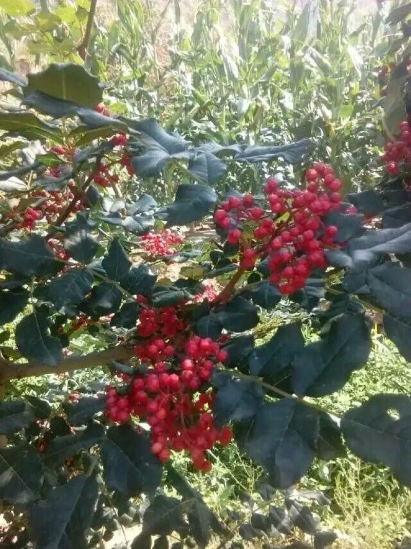 大红袍花椒特级