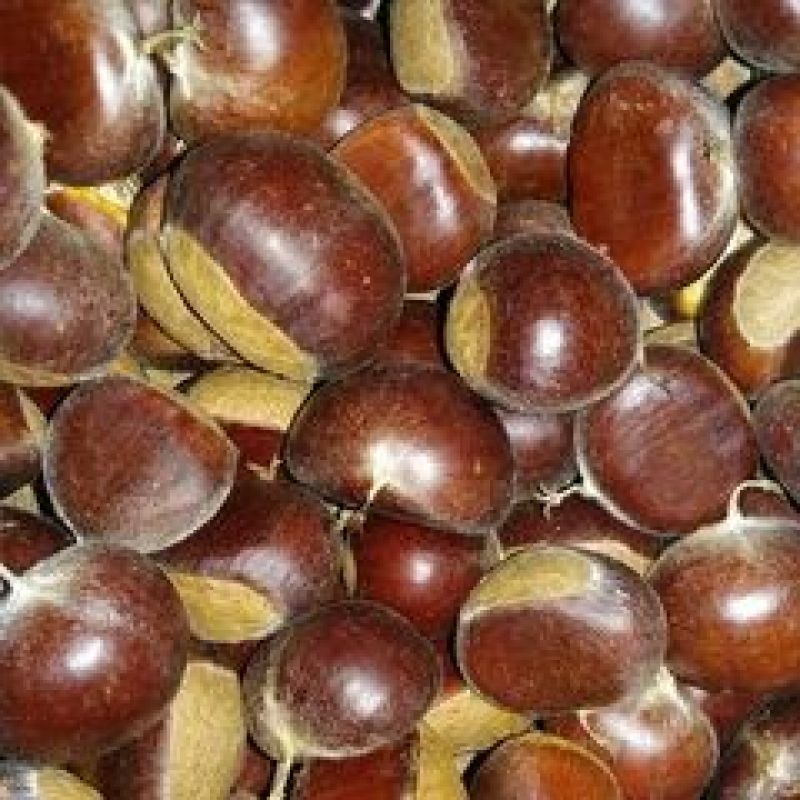 野生板栗菜栗种特选
