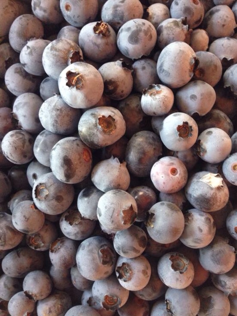 北陆蓝莓