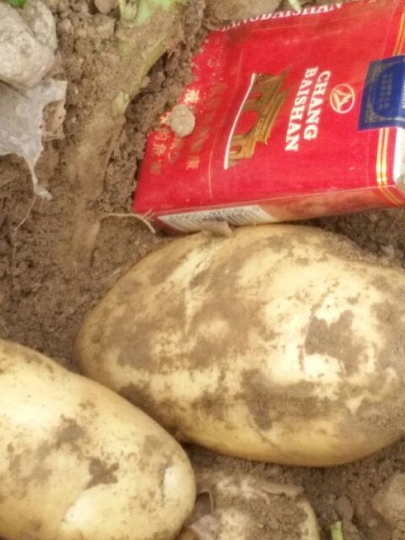 西森土豆2两以上，无青头，无虫眼，2的，3的，4的都有
