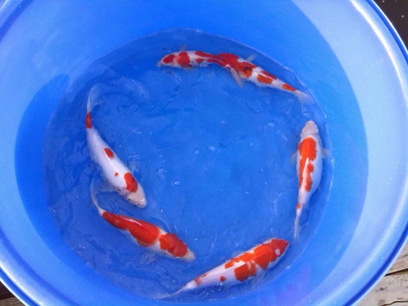 锦鲤0.5公斤以下鱼苗
