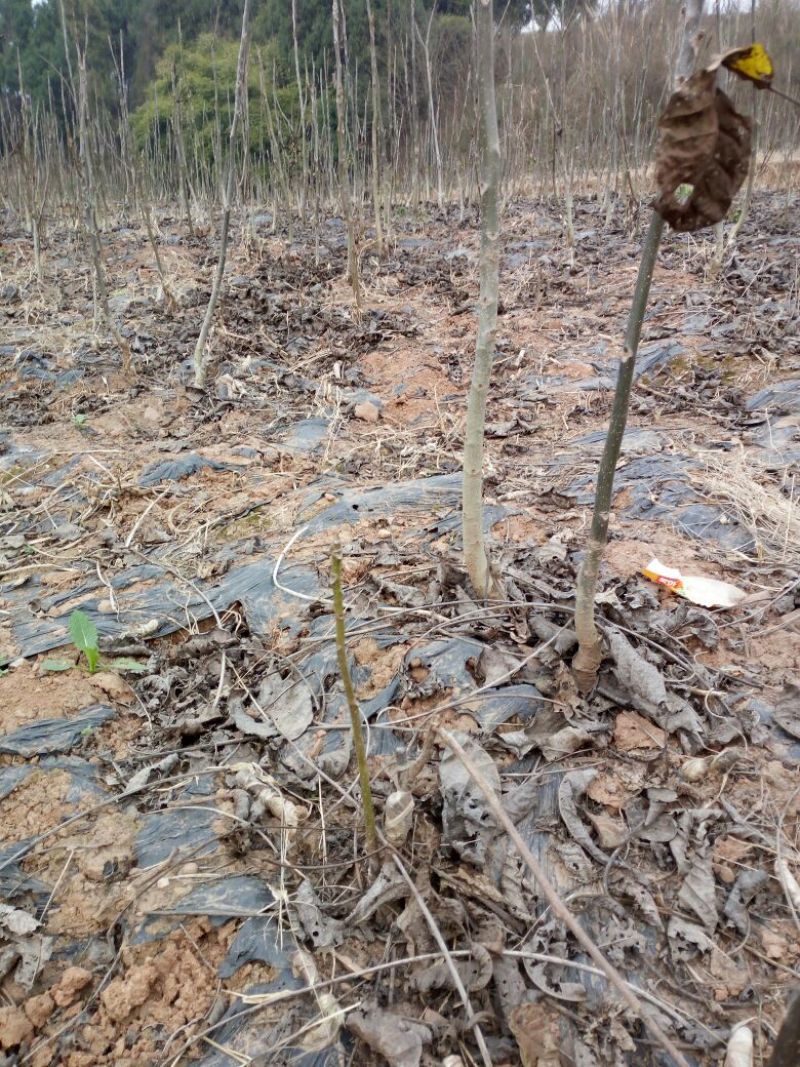 薄壳香核桃苗一年苗50~100cm