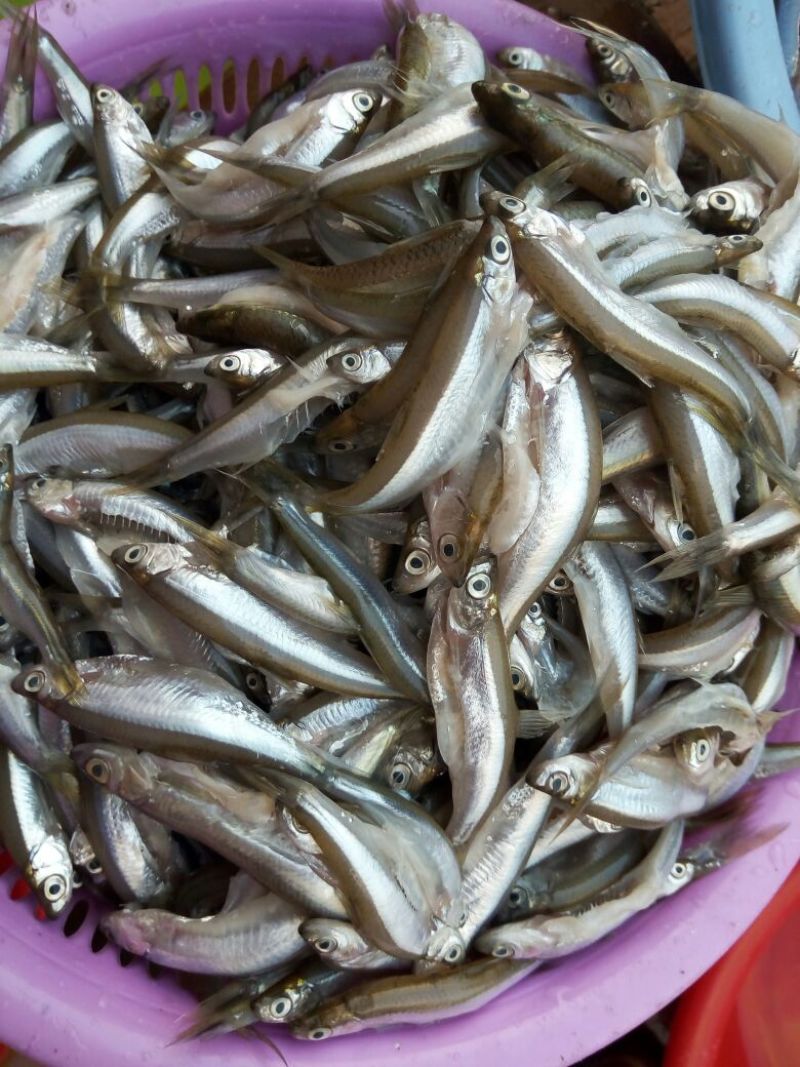 鱼干炸鱼干