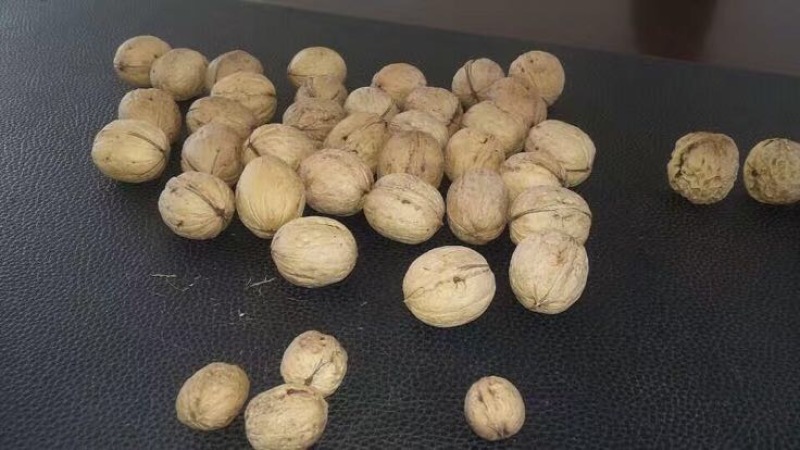 薄皮核桃