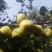 酥梨200起上不封顶光果