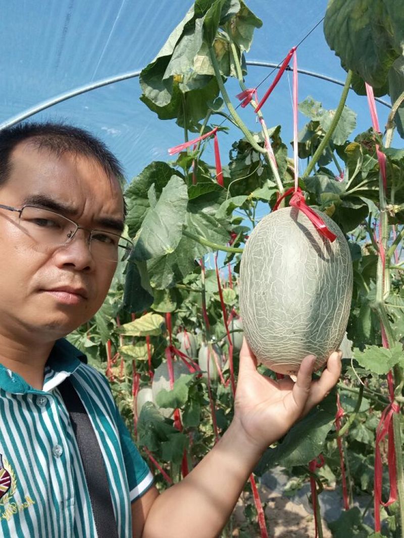 长香玉哈密瓜3斤以上长圆形