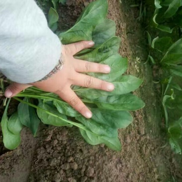 全能菠菜20~25厘米