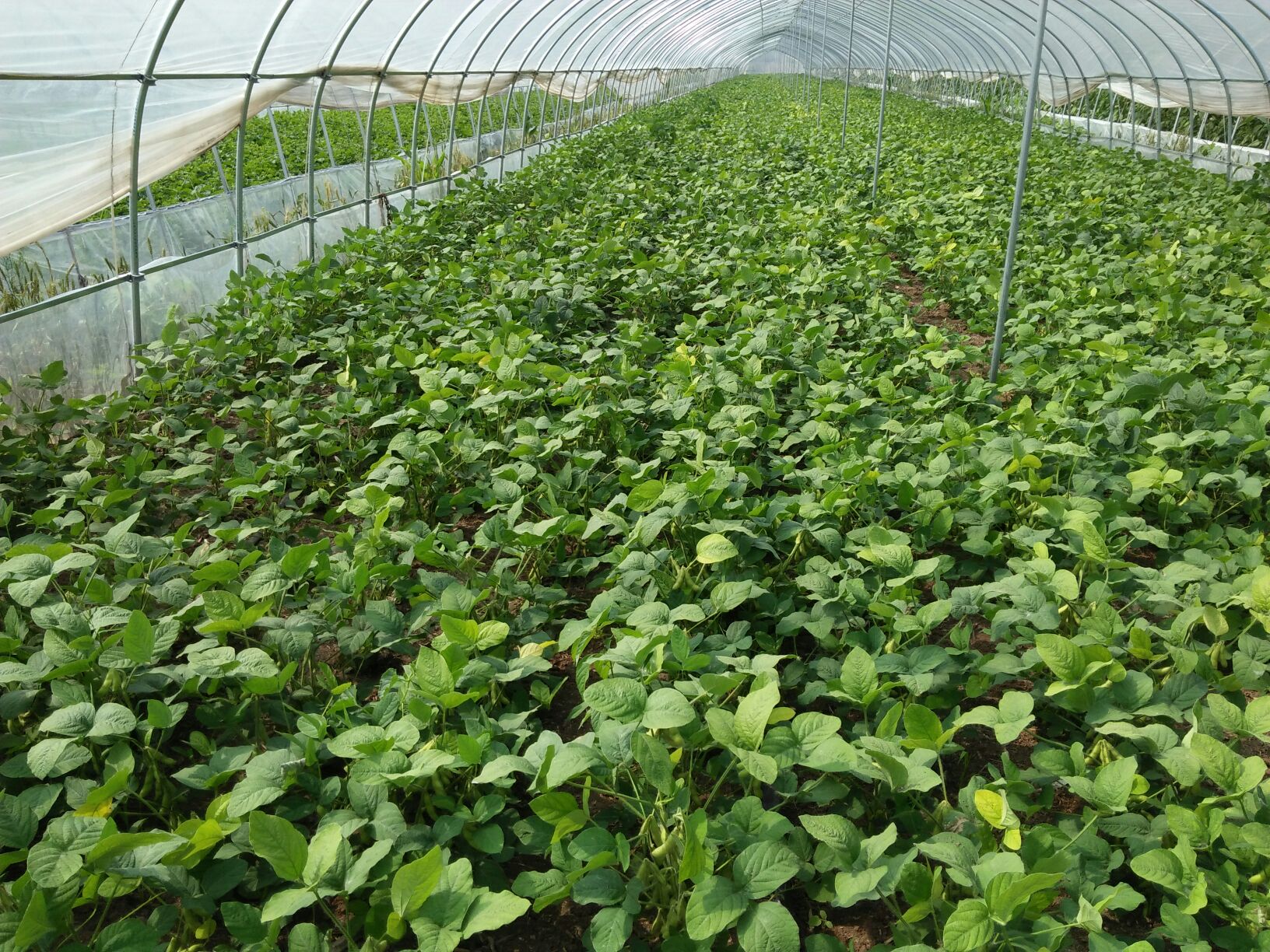 安徽宿州市埇桥区毛豆 18~24克批发_高成龙供