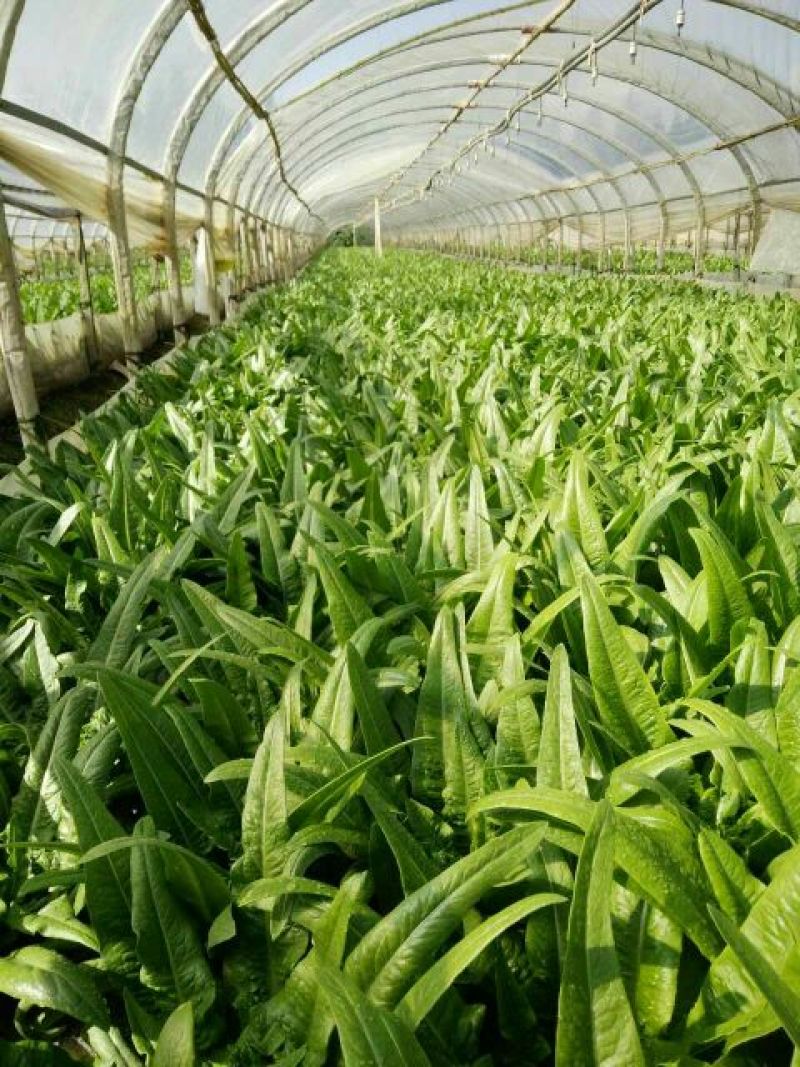 油麦菜25~30厘米以上精品高山云南大棚油麦菜，质量非