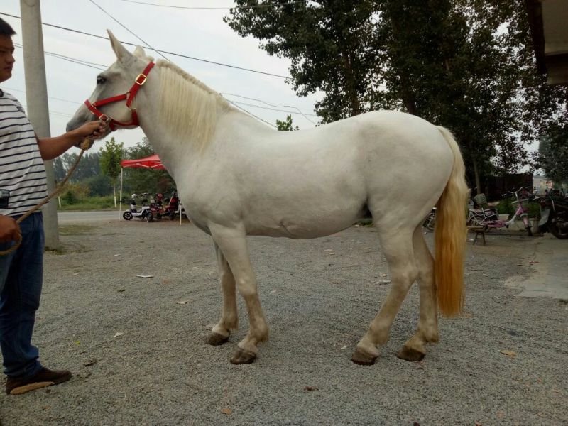 矮马300~400kg
