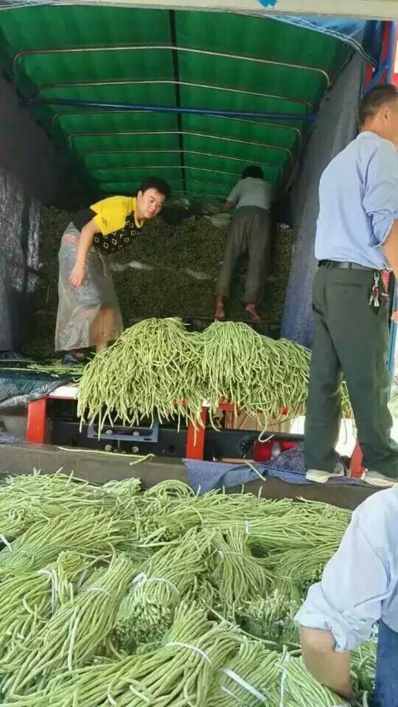 长豆角60厘米以上