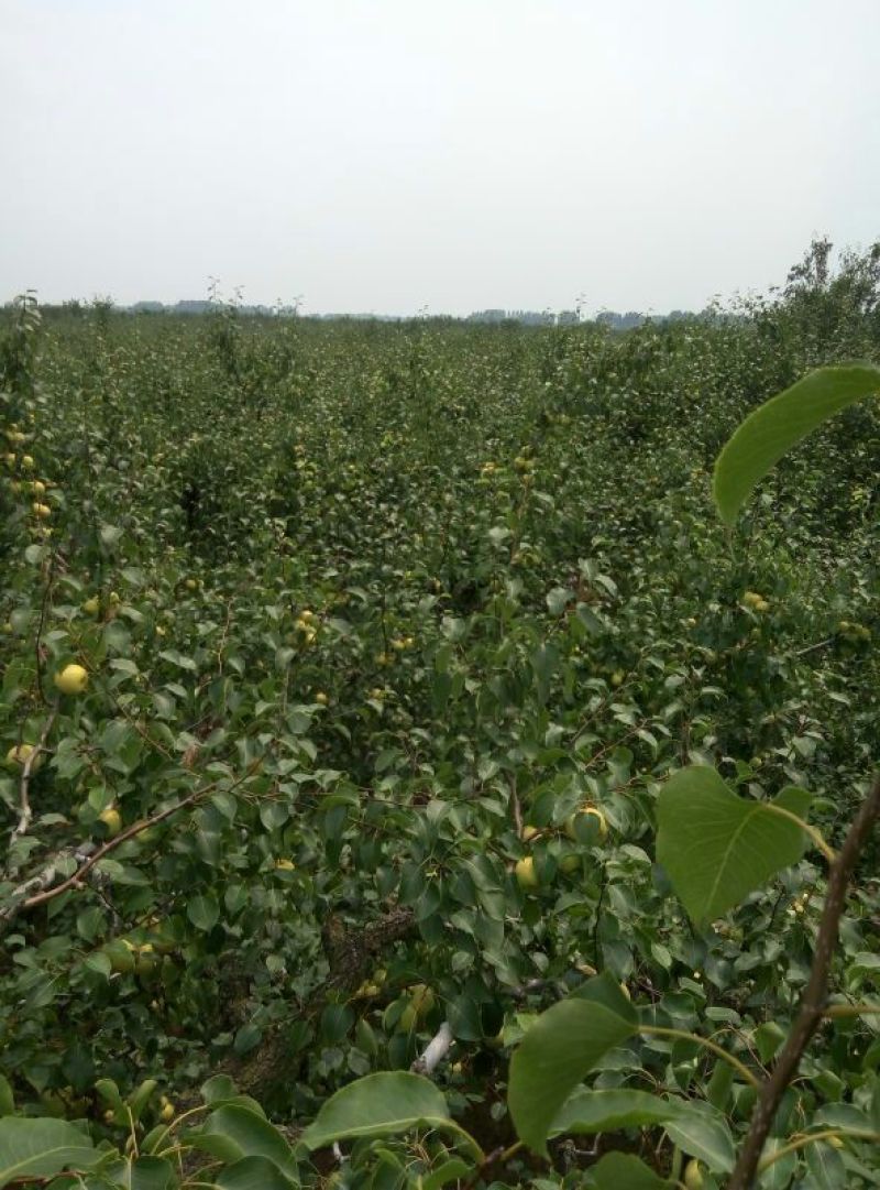 酥梨250~300g纸箱