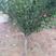 李子树2m以上6~8cm