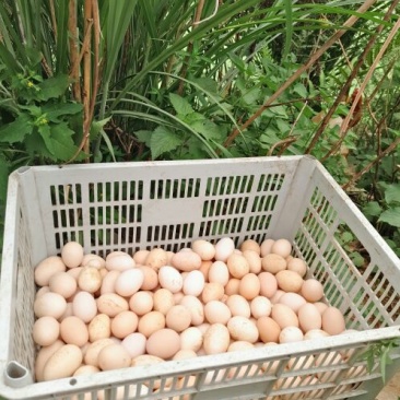 土鸡蛋食用50g以下