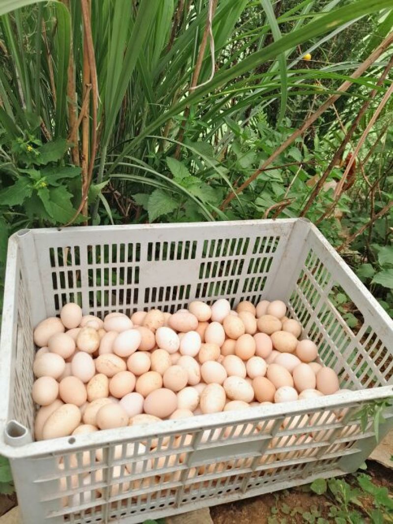 土鸡蛋食用50g以下
