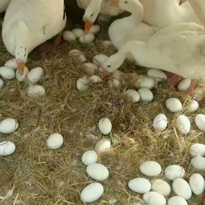 狮头鹅苗250g以下
