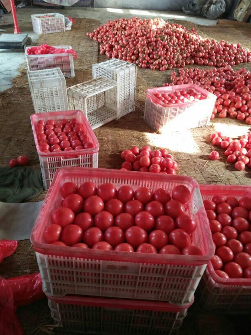 原产地西红柿，全国直供西红柿，可发货，电商，超市精品
