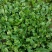 小叶菠菜10~15厘米