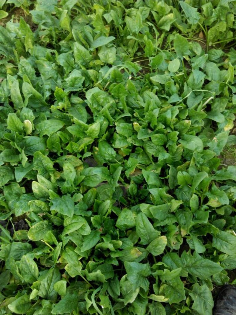小叶菠菜10~15厘米