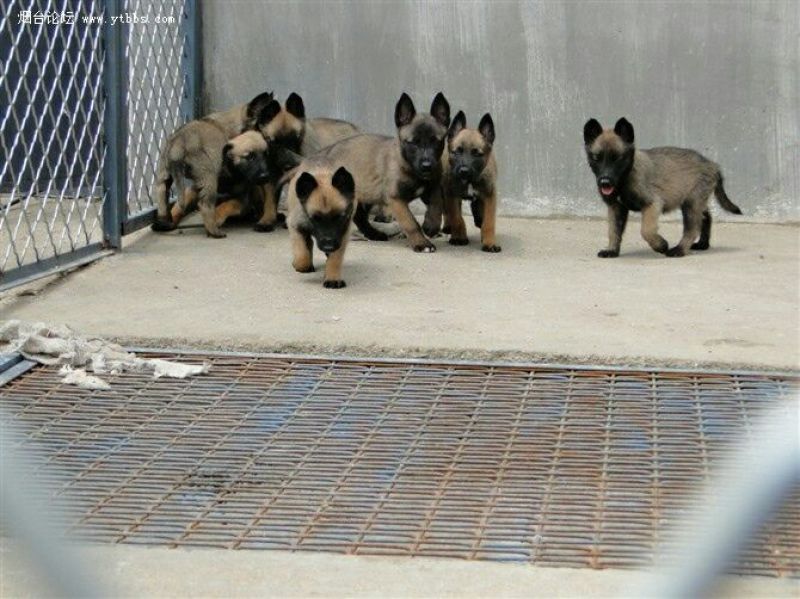马犬公