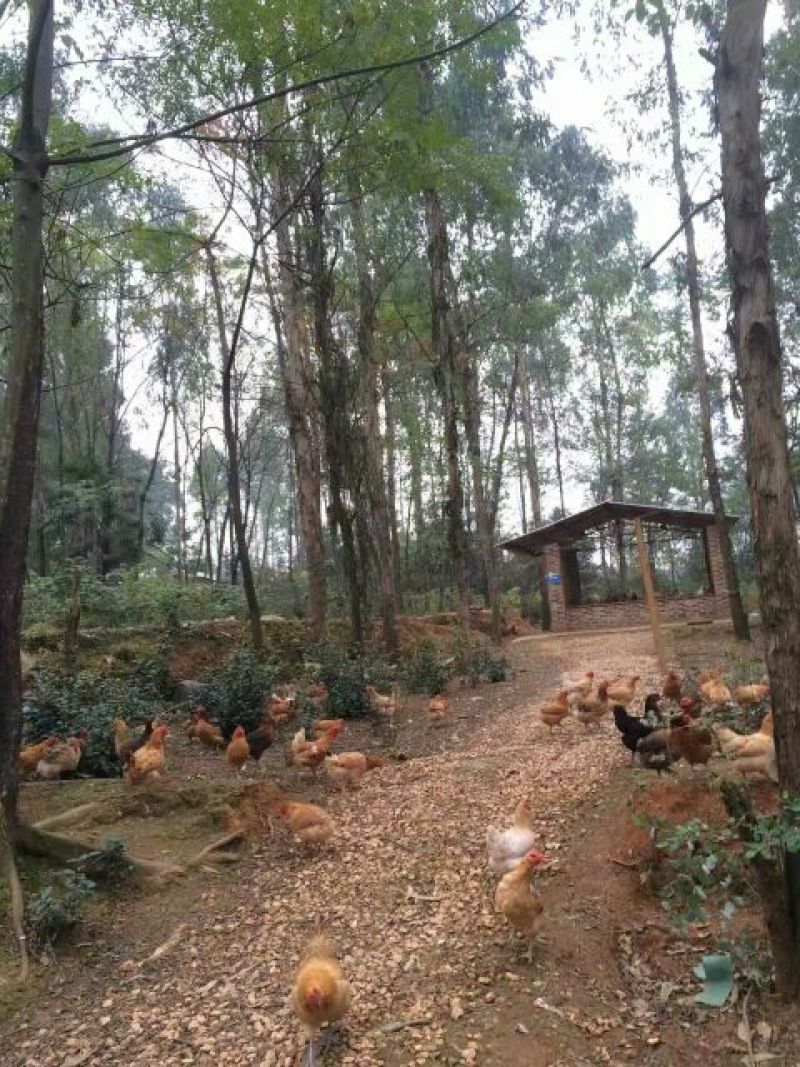 土鸡12月以上