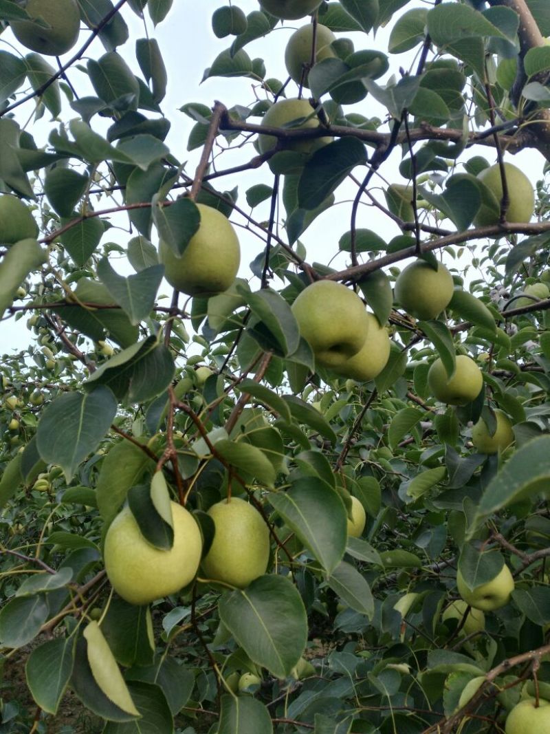 蜜梨200~250g光果