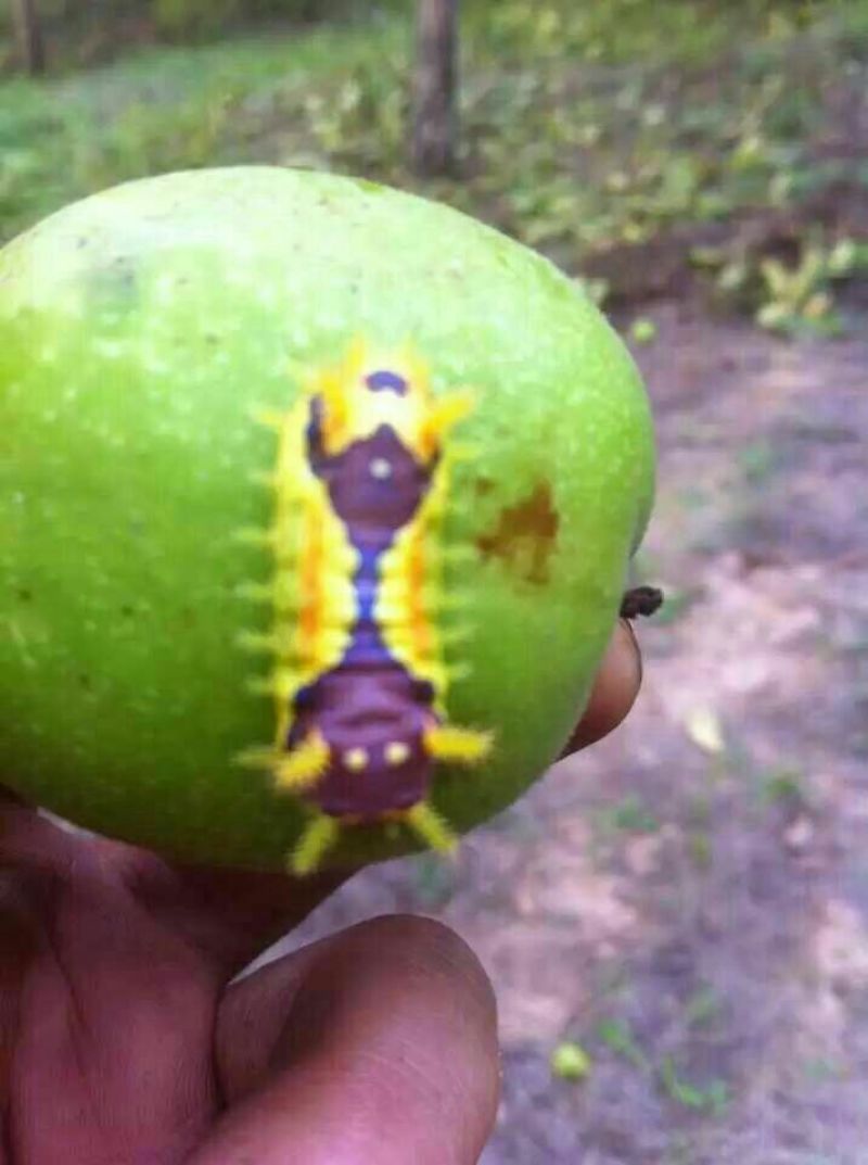 青皮核桃青皮