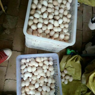土鸡蛋食用50g以下